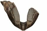 Wide Woolly Mammoth Mandible with M Molars - North Sea #200812-8